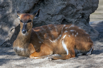 Spotted deer or Axis deer (Cervus axis), female