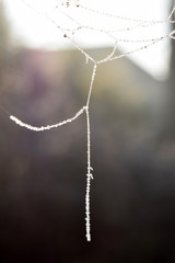 The pearl of ice of a natural  necklace