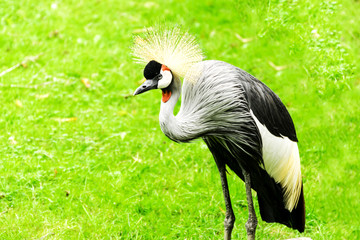Grey Crowned Crane. Balearica regulorum.