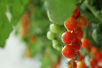 Fresh tomatoes on the branch in the garden.
