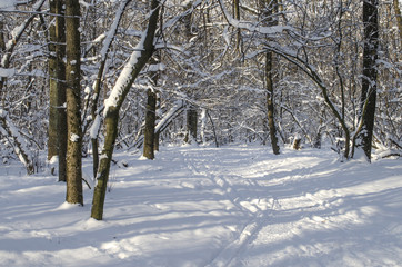 Winter landscape of snowy forest
