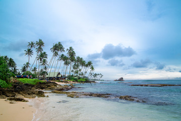 palm trees in Sri Lanka