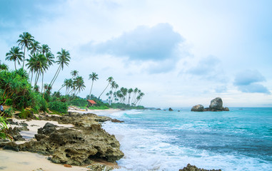 palm trees in Sri Lanka