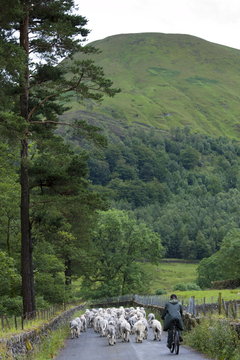 Herdwick sheep with shepherd by Westhead Farm by Thirlmere in the Lake District National Park, Cumbria, UK