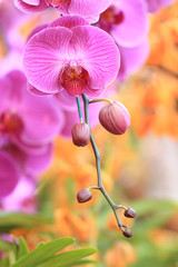 Obraz premium Close-up of pink orchid / Bouquet of flowers orchids.