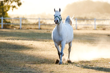 Beautiful arabic horse running in a pen on a horse ranch 