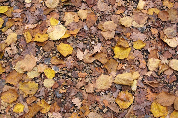 Texture of an autumn leaves on the ground
