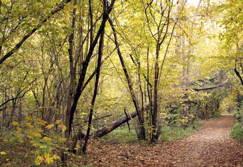 Path in the autumn Park
