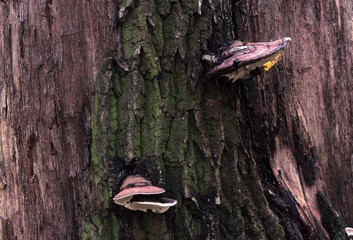 Brown fungus on tree bark

