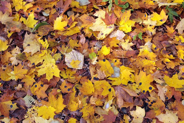 Texture of the different autumn leaves on the ground
