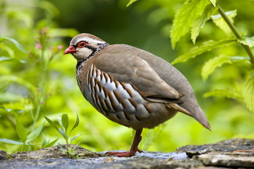Red-legged French Partridge, UK