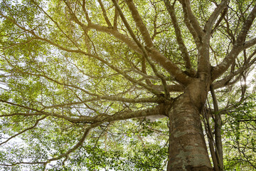 Fototapeta premium Trees and branches daylight