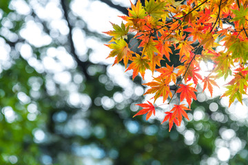 the beautiful autumn color of Japan maple..leaves on tree, yello