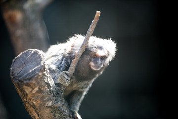 Close up image of a marmoset monkey in a zoon