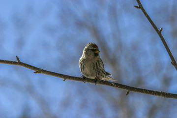 sparrow on a branch