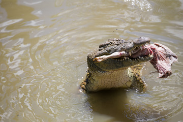 Nile crocodile feeding on the remains of an antelope in a muddy river in africa