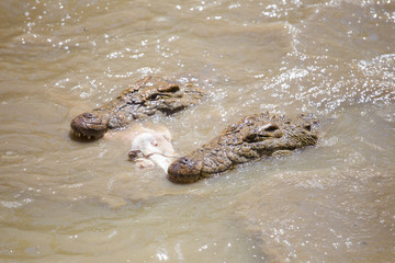 Obraz premium Nile crocodile feeding on the remains of an antelope in a muddy river in africa