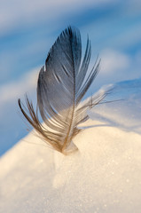 bird feather on white snow