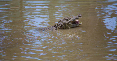 Nile crocodile feeding on the remains of an antelope in a muddy river in africa