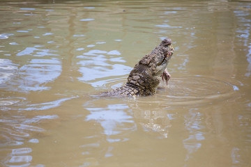 Nile crocodile feeding on the remains of an antelope in a muddy river in africa