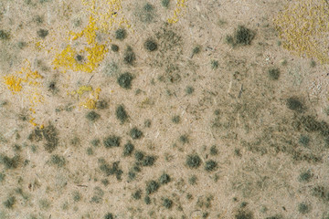 fungus on plywood texture background