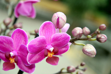 Pink orchid / Branch of a beautiful  orchids