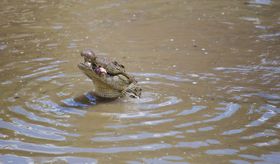 Nile crocodile feeding on the remains of an antelope in a muddy river in africa