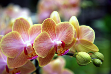 Fototapeta na wymiar Orchids / Branch of a beautiful beige orchid