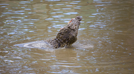 Nile crocodile feeding on the remains of an antelope in a muddy river in africa