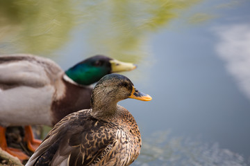 Fototapeta premium Pair of ducks at a pond