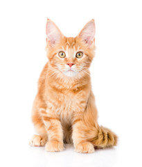 red maine coon cat sitting in front view. isolated on white 