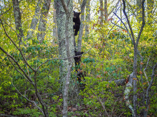 Bear cubs climbing a tree, Shenandoah National Park