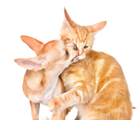Dog and cat fight. isolated on white background