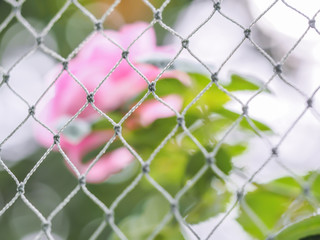 Pink rose behind the net. Concepts and ideas for finding freedom