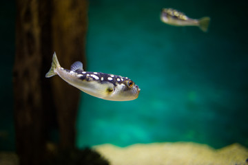 Close up of a pufferfish swimming in the ocean
