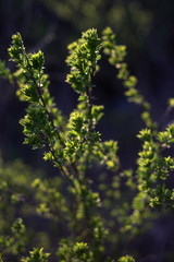 bush yellow acacia in the setting sun