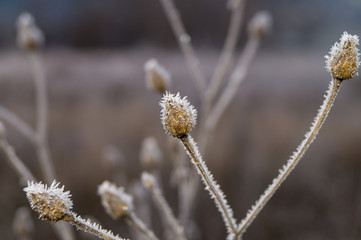 berries, flowers and frozen buds