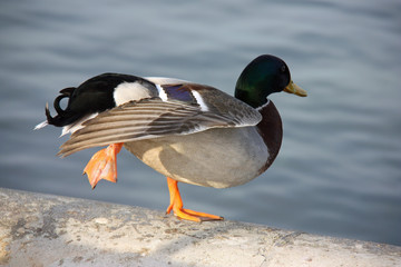 Canard colvert au bord d'un bassin
