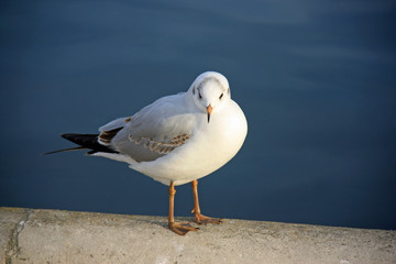 Regard de mouette grise
