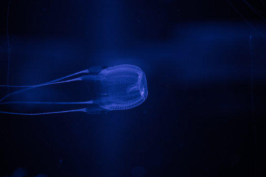 Close up image of a box jellyfish, the most poisonous animal in the world, in an aquarium