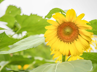 Sunflower are growing and blooming with blurry green nature background