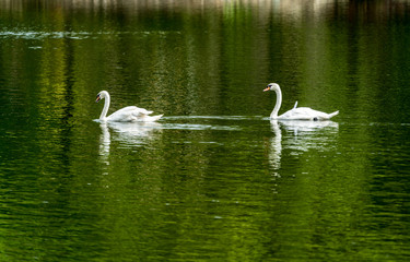 Obraz premium White swan in green lake