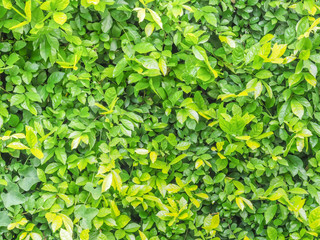 Abstract leaves and nature texture and pattern