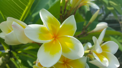Tropical frangipani  flower