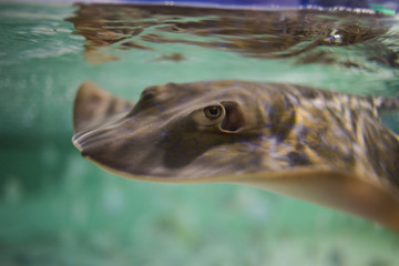 Obraz premium Portrait of a stingray underwater