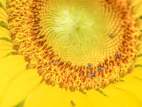Closeup of sunflower carpel and hoverfly