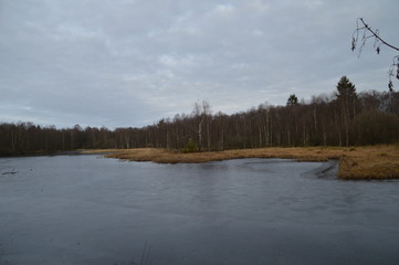 See im Birkenwald