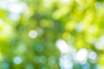 Abstract nature blurred background