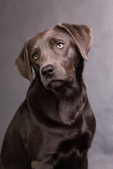 Labrador Portait
