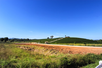 Meadow, tea plantation and blue sky